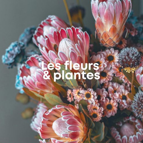 Fleurs & plantes